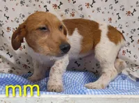 Jack boy mm, a male Jack Russell Terrier for sale in Montgomery, MI – Photo 8 of 10