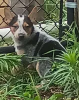 Female Heeler, a female Australian Cattle Dog for sale in Montgomery, MI – 4 of 10