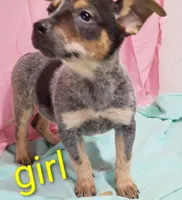 Heeler girl, a female Australian Cattle Dog for sale in Montgomery, MI – Photo 8 of 10