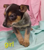 Heeler girl, a female Australian Cattle Dog for sale in Montgomery, MI – Photo 2 of 10