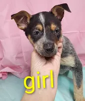 Heeler girl, a female Australian Cattle Dog for sale in Montgomery, MI – Photo 7 of 10