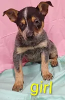 Heeler girl, a female Australian Cattle Dog for sale in Montgomery, MI – Photo 3 of 10