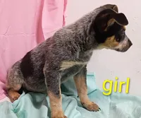 Heeler girl, a female Australian Cattle Dog for sale in Montgomery, MI – Photo 10 of 10