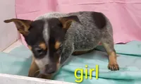 Heeler girl, a female Australian Cattle Dog for sale in Montgomery, MI – Photo 4 of 10