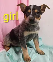 Heeler girl, a female Australian Cattle Dog for sale in Montgomery, MI – Photo 5 of 10