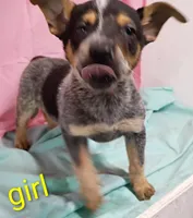 Heeler girl, a female Australian Cattle Dog for sale in Montgomery, MI – Photo 6 of 10