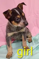 Heeler girl, a female Australian Cattle Dog for sale in Montgomery, MI – Photo 1 of 10