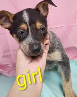 Heeler girl, a female Australian Cattle Dog for sale in Montgomery, MI – Photo 9 of 10