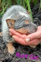 RUNT Girl , a female Australian Cattle Dog for sale in Montgomery, MI – 3 of 9