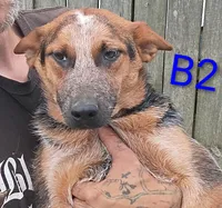 B2, a male Australian Cattle Dog for sale in Montgomery, MI – 2 of 4