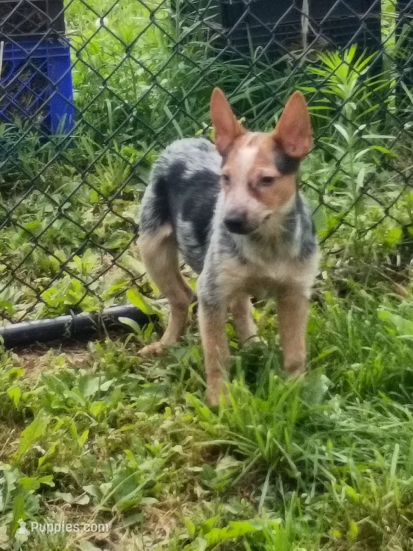 Heeler female – Australian Cattle Dog puppy for sale in Montgomery, MI