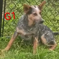 G1, a female Australian Cattle Dog for sale in Montgomery, MI – 4 of 10