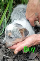 Boy, a female Australian Cattle Dog for sale in Montgomery, MI – 4 of 10
