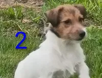 Female 2, a female Jack Russell Terrier for sale in Montgomery, MI – 5 of 10