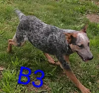 B3, a male Australian Cattle Dog for sale in Montgomery, MI – 6 of 6