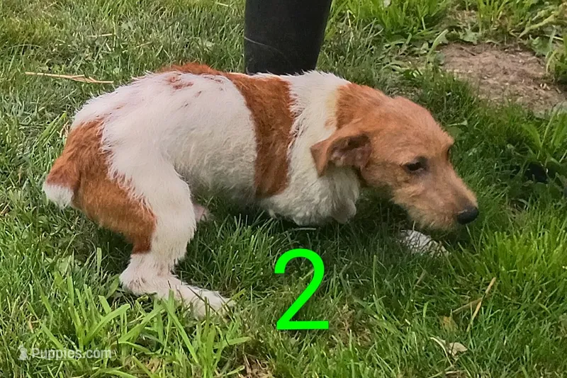 Male 2 – Jack Russell Terrier puppy for sale in Montgomery, MI