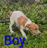 Jack male , a male Jack Russell Terrier for sale in Montgomery, MI – 2 of 8