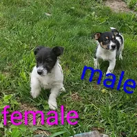 female , a male Jack Russell Terrier for sale in Montgomery, MI – 2 of 8