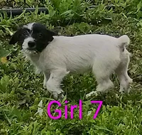 Girl 7, a female Jack Russell Terrier for sale in Montgomery, MI – 4 of 7