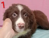 Aussie Girl, a male Australian Shepherd for sale in Montgomery, MI – Photo 5 of 10