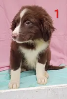 Aussie Girl, a male Australian Shepherd for sale in Montgomery, MI – Photo 10 of 10