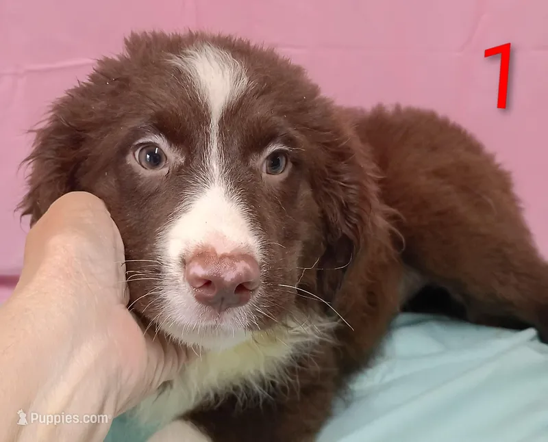 Aussie Girl – Australian Shepherd puppy for sale in Montgomery, MI