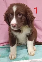 Aussie Girl, a male Australian Shepherd for sale in Montgomery, MI – Photo 4 of 10