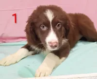 Aussie Girl, a male Australian Shepherd for sale in Montgomery, MI – Photo 8 of 10