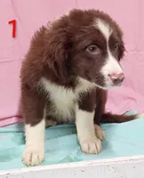 Aussie Girl, a male Australian Shepherd for sale in Montgomery, MI – Photo 3 of 10