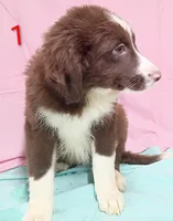 Aussie Girl, a male Australian Shepherd for sale in Montgomery, MI – Photo 9 of 10