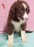 Aussie Girl, a male Australian Shepherd for sale in Montgomery, MI – Photo 2 of 10