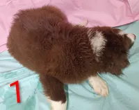 Aussie Girl, a male Australian Shepherd for sale in Montgomery, MI – Photo 7 of 10