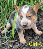 Girl A, a female Australian Cattle Dog for sale in Montgomery, MI – 10 of 10
