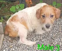 Male 3, a male Jack Russell Terrier for sale in Montgomery, MI – 4 of 10