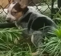 Female Heeler, a female Australian Cattle Dog for sale in Montgomery, MI – 1 of 10