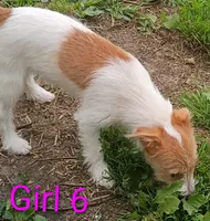 Girl 6, a female Jack Russell Terrier for sale in Montgomery, MI – 7 of 8