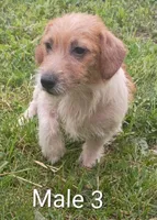 Male 3, a male Jack Russell Terrier for sale in Montgomery, MI – 8 of 10
