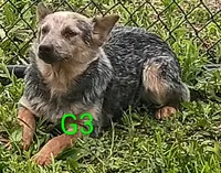 G3, a female Australian Cattle Dog for sale in Montgomery, MI – 3 of 3