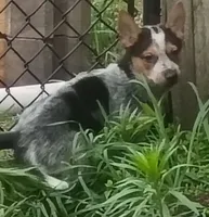 Female Heeler, a female Australian Cattle Dog for sale in Montgomery, MI – 9 of 10
