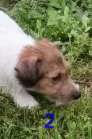 Female 2, a female Jack Russell Terrier for sale in Montgomery, MI – 2 of 10