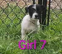 Female, a female Jack Russell Terrier for sale in Montgomery, MI – 3 of 10