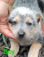 Boy, a female Australian Cattle Dog for sale in Montgomery, MI – 5 of 10