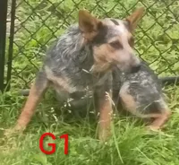 G1, a female Australian Cattle Dog for sale in Montgomery, MI – 3 of 10
