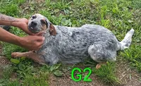 G2, a female Australian Cattle Dog for sale in Montgomery, MI – 6 of 10