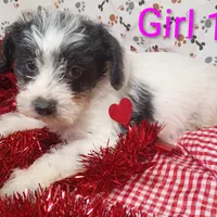 Girl 1, a female Schnoodle for sale in Montgomery, MI – Photo 9 of 10