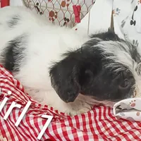 Girl 1, a female Schnoodle for sale in Montgomery, MI – Photo 4 of 10