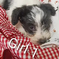 Girl 1, a female Schnoodle for sale in Montgomery, MI – Photo 7 of 10