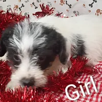 Girl 1, a female Schnoodle for sale in Montgomery, MI – Photo 6 of 10