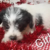 Girl 1, a female Schnoodle for sale in Montgomery, MI – Photo 2 of 10