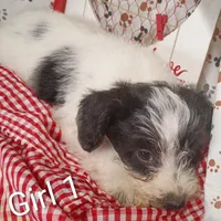 Girl 1, a female Schnoodle for sale in Montgomery, MI – Photo 10 of 10